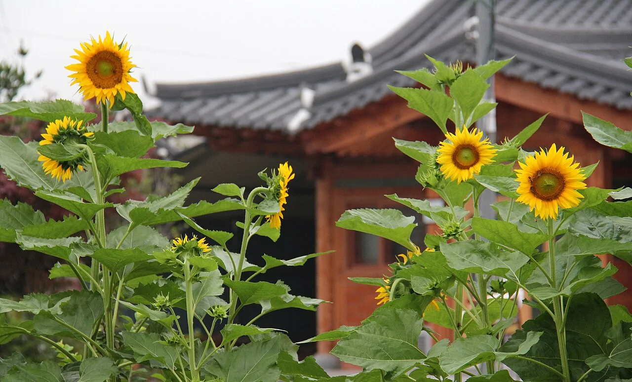 Sunflowers in front of a hanok guesthouse with a tiled roof