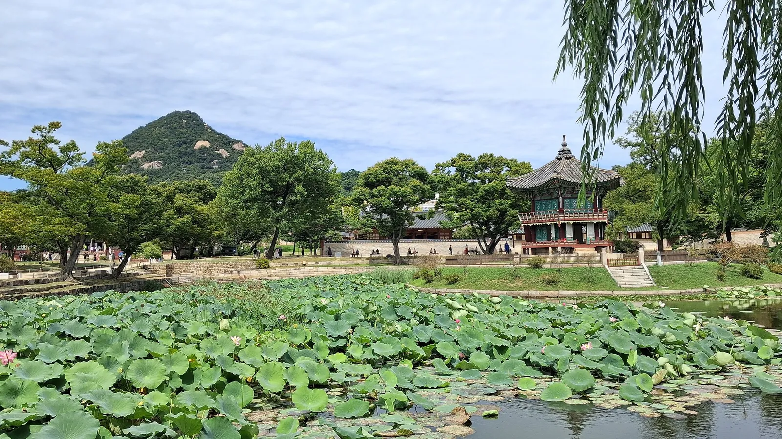 夏日景福宫里有凉亭与垂柳的荷花池