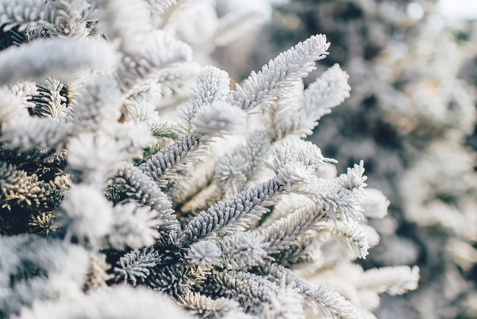 Frost-covered Korean fir branches in soft winter light