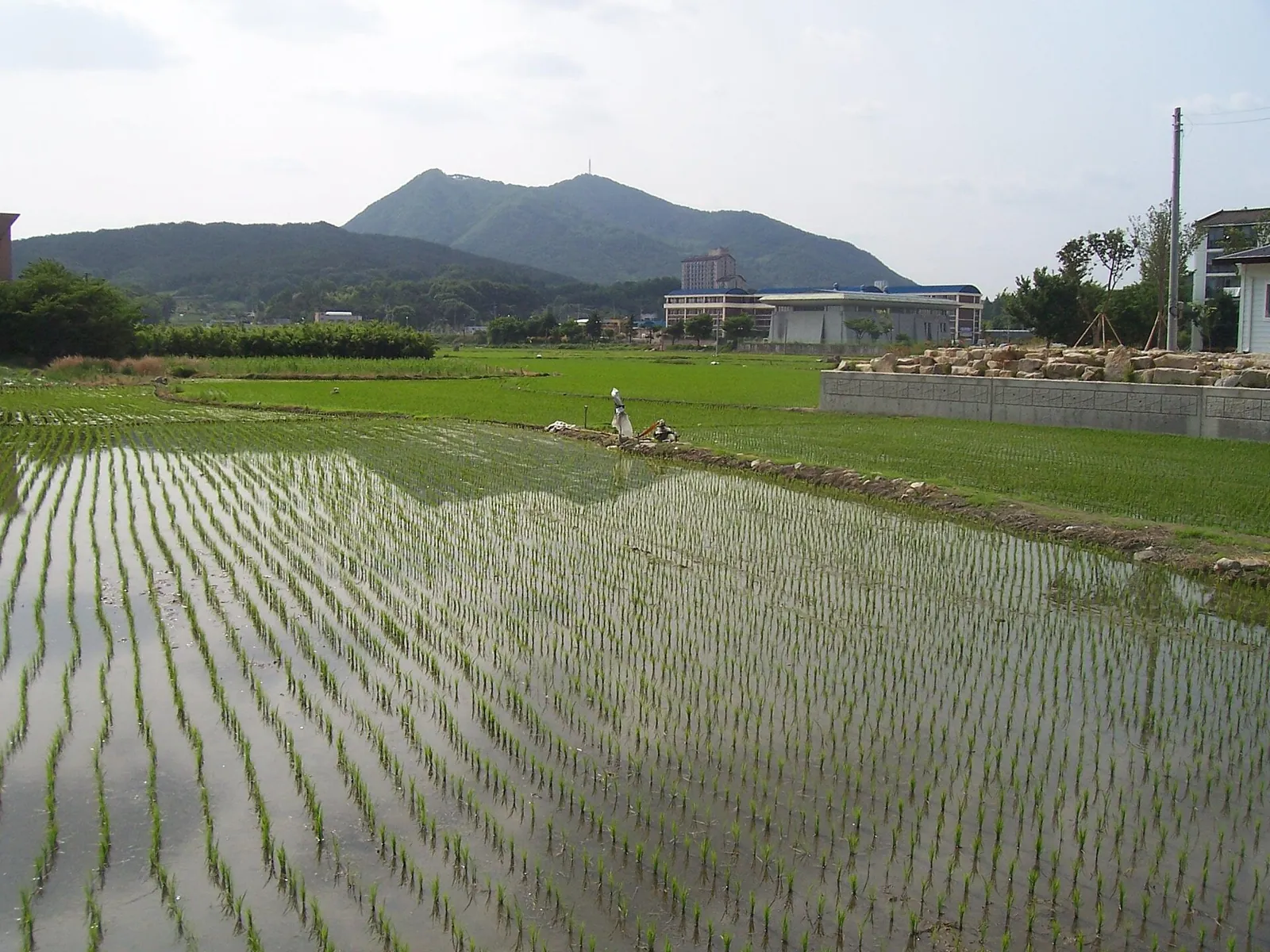 背靠群山、灌满水的稻田里刚插好的秧苗行列